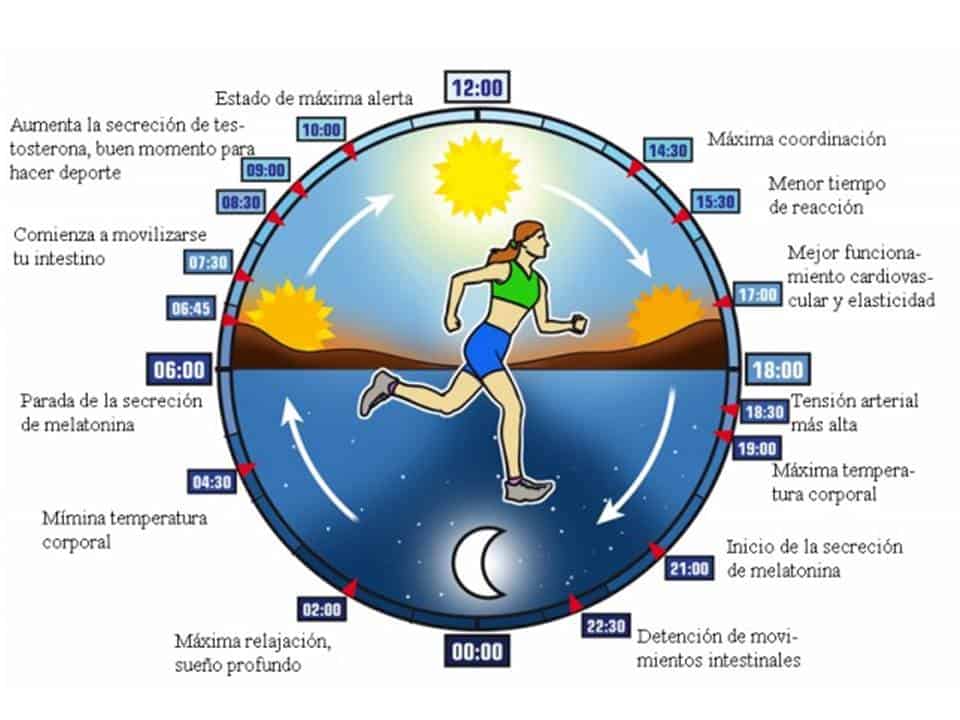 circadian rhythm clock